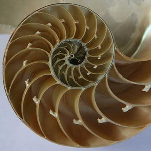 Adaptive Calculus AI